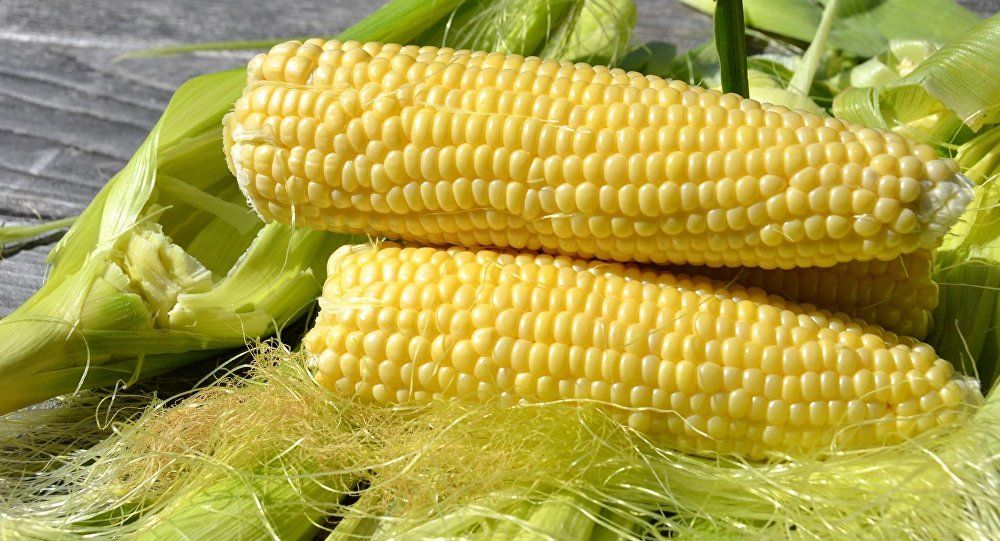 Полезная кукуруза
