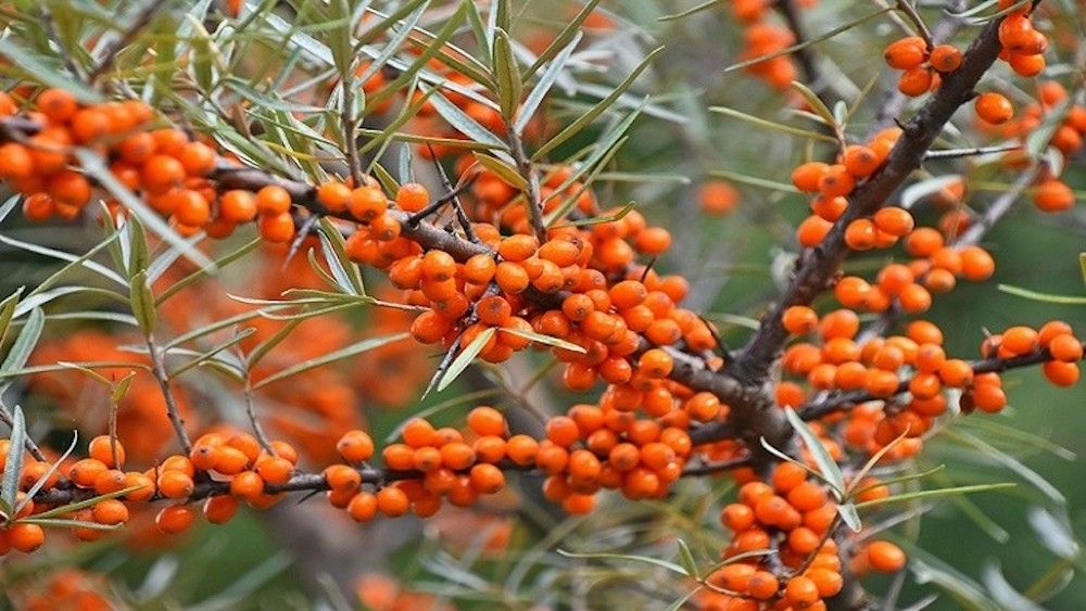 Суперпродукты, которые вы должны начать употреблять